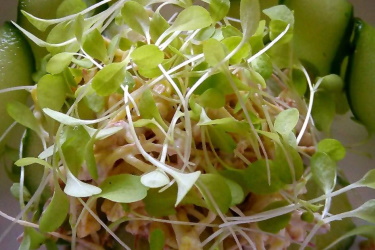 вкусный и простой салат с проростками