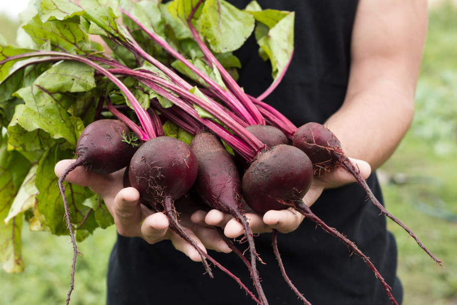 соковыжималка для свекольного сока как выбрать свеклу для отжима