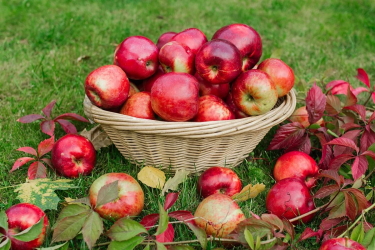 Яблоки польза и вред для здоровья