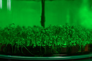 как вырастить микрозелень в домашних условиях