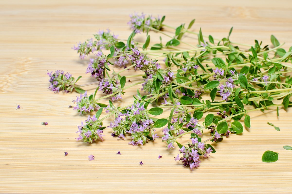 польза душицы