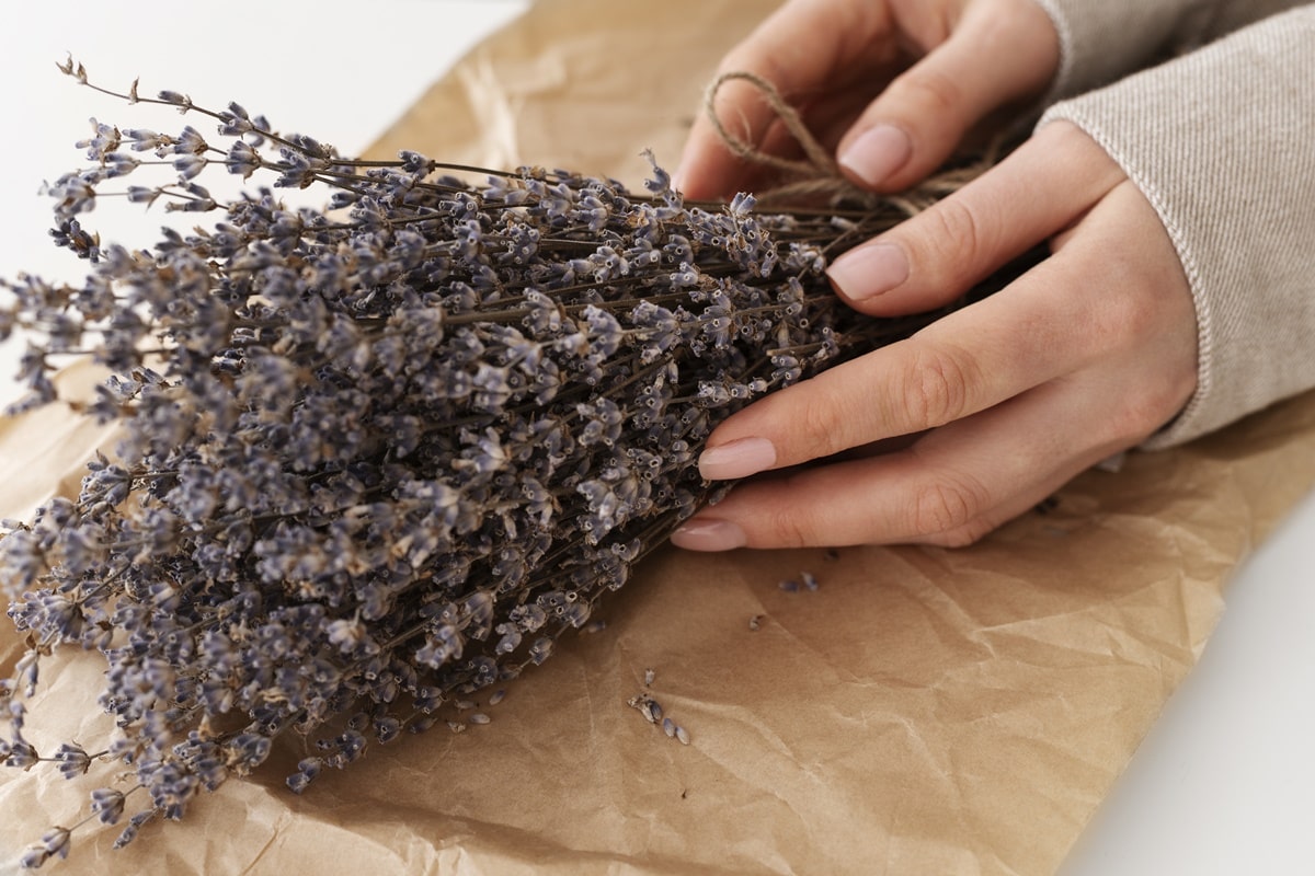 как сушить душицу