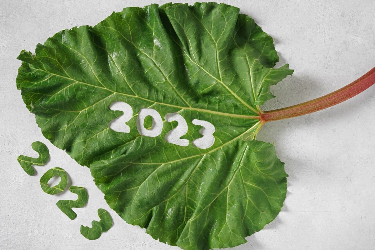 новый год 2023 веганский вегетарианский рецепты что приготовить новогоднее меню