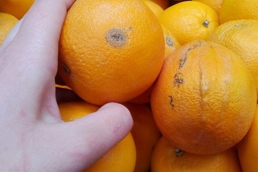 Испорченный апельсин