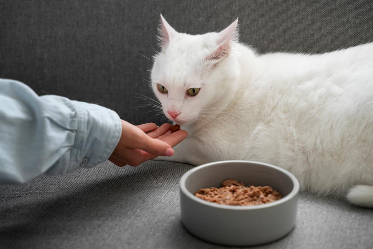 рыбный корм для кошек