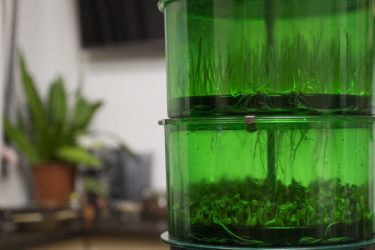 как вырастить микрозелень в домашних условиях