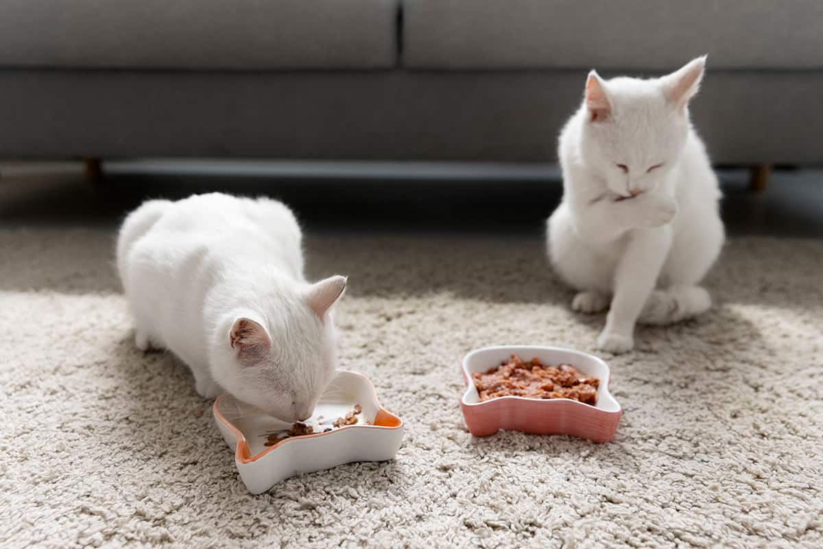 корм для кошек