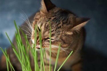 трава кошкам какая	