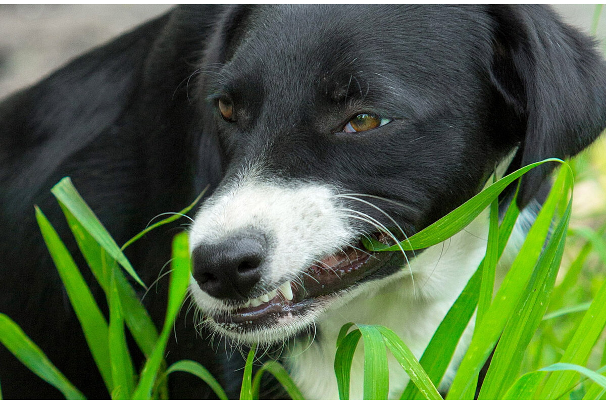 Почему собака травка. Собака ест траву. Собака жрет траву. Собачья трава. Пес ест траву.