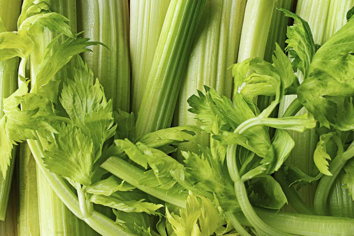 Польза сельдерея для организма Сельдерей польза и противопоказания