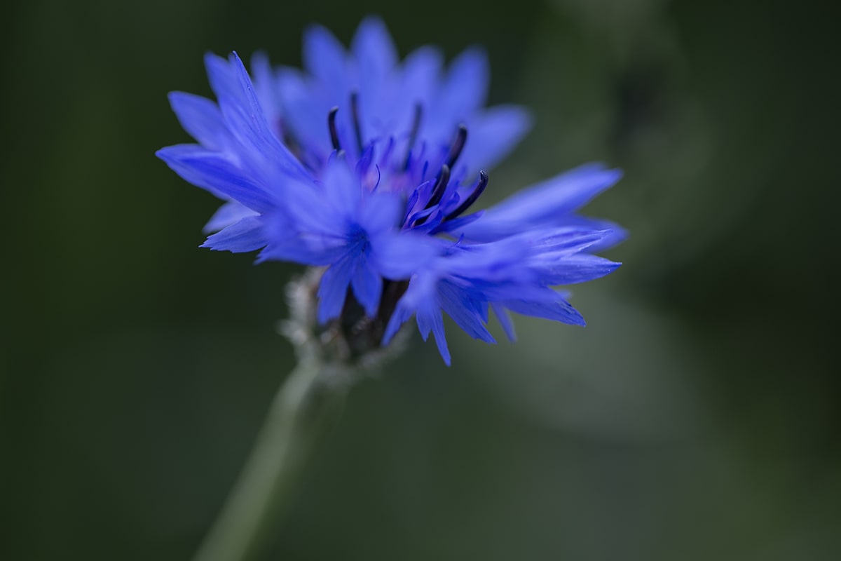 Цикорий обыкновенный Сколько пить цикория