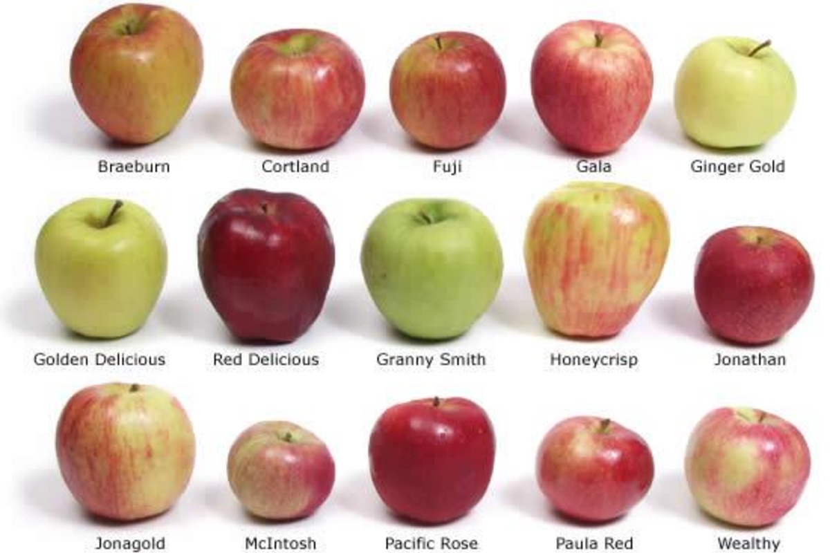 Сорта красных сладких яблок