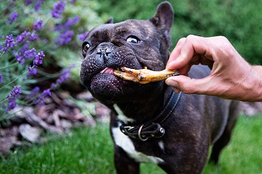 лакомства +для собак +своими руками
