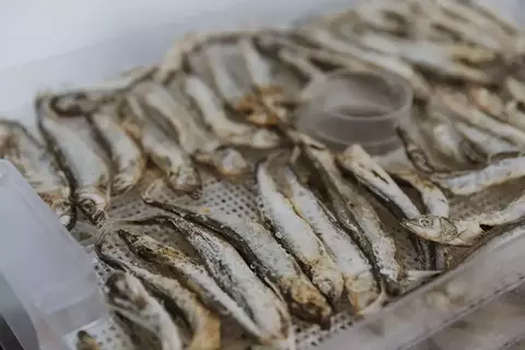Как правильно солить рыбу в домашних условиях - Frost Fish